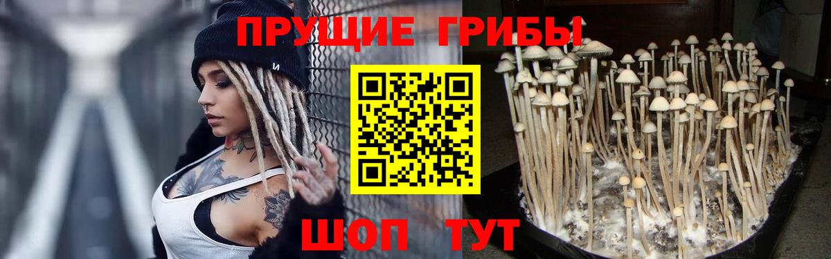 Псилоцибиновые грибы Cubensis  Галлюциногенные грибы прущие грибы  Краснодар  Вход с VPN 
